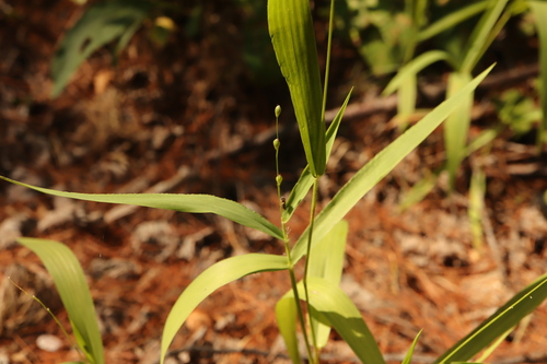 slender panic grass (Dichanthelium xanthophysum)