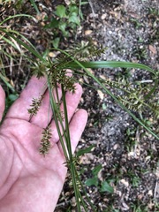 Image of Cyperus tetragonus