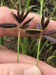 Cyperus macranthus