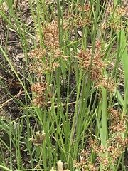 Cyperus denudatus