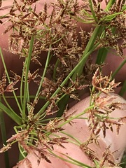 Cyperus denudatus