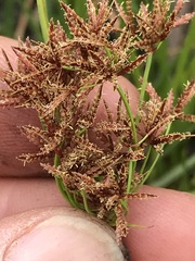 Cyperus denudatus