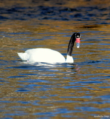 Cygnus melancoryphus