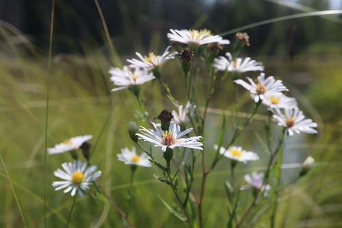 Symphyotrichum boreale