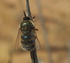 Ocnaea