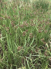 Cyperus nitidus