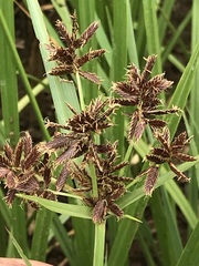 Cyperus nitidus