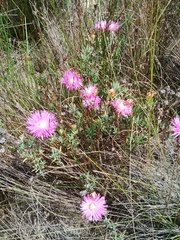 Lampranthus densifolius