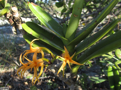 Cyrtorchis arcuata arcuata