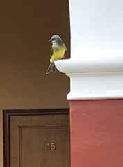 Tyrannus melancholicus