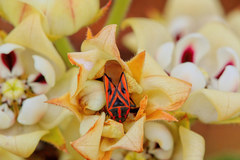 Spilostethus rivularis