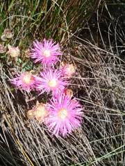 Lampranthus densifolius