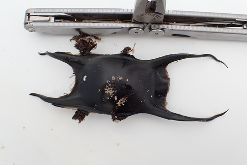 Raja undulata