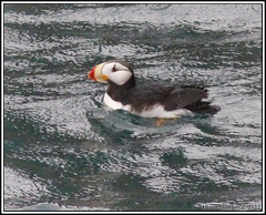 Fratercula corniculata