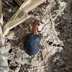 Brachinus elongatulus