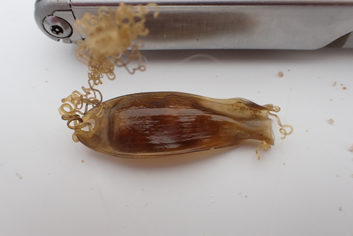 Scyliorhinus canicula