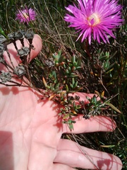Lampranthus densifolius