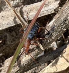 Brachinus elongatulus