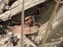 Brachinus elongatulus