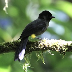 Yellow-Thighed Brushfinch photo 4
