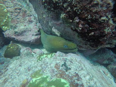 Gymnothorax castaneus