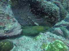 Gymnothorax castaneus