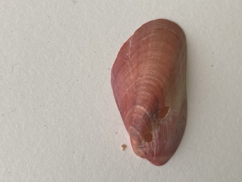 Modiolus adriaticus observed 2025-08-18