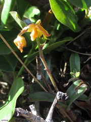 Polystachya pubescens