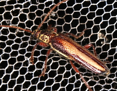 Piesarthrius marginellus