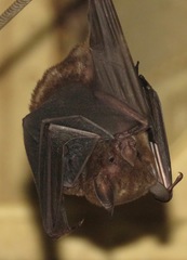 Seba's Short-Tailed Bat photo 3