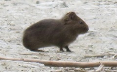 Cavia tschudii
