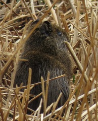 Cavia tschudii