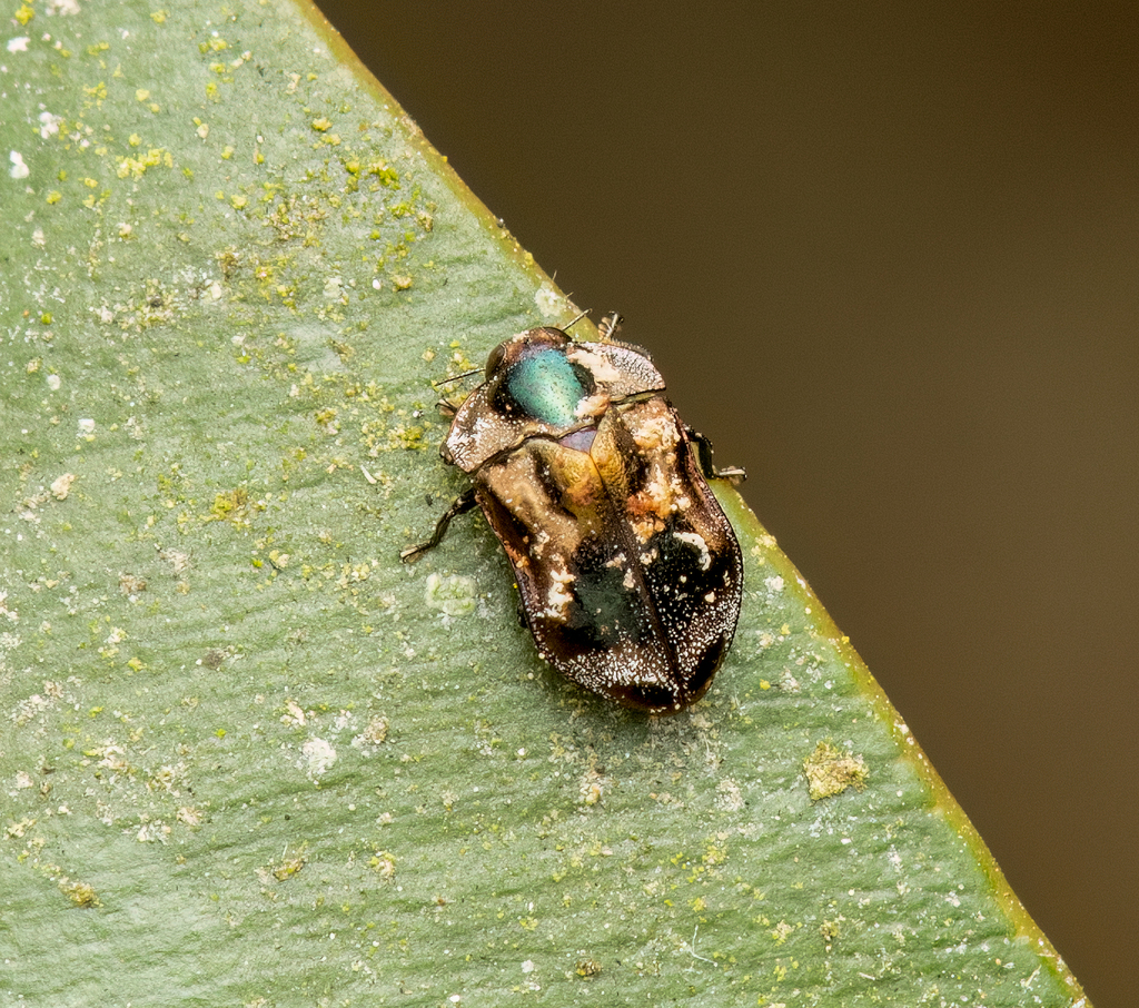 Leiopleura venustula
