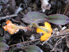 Polystachya pubescens