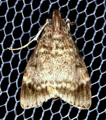 Stericta concisella