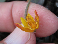 Polystachya pubescens