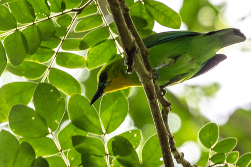 Chloropsis palawanensis observed 2025-08-17