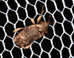 Mitrastethus australiae