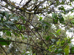 Aethopyga nipalensis