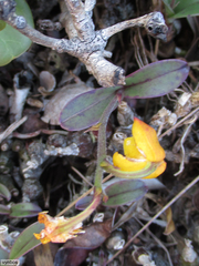 Polystachya pubescens