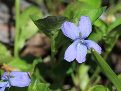 Viola sacchalinensis