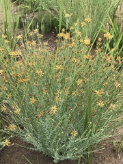 Lasiosiphon microcephalus