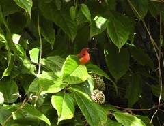 Aethopyga gouldiae
