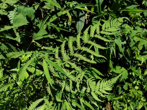 Thelypteris laxa iNat (1)