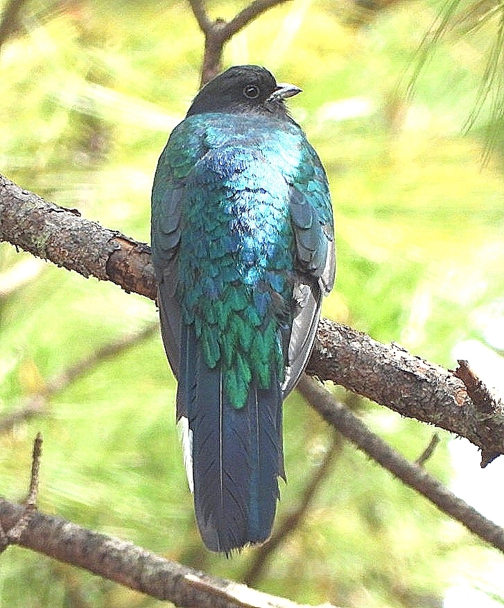 Eared Quetzal (Euptilotis neoxenus), photo 3