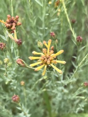 Lasiosiphon microcephalus