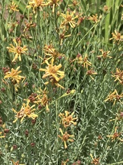 Lasiosiphon microcephalus