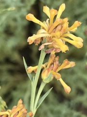 Lasiosiphon microcephalus