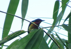 Chalcoparia singalensis