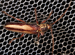 Piesarthrius marginellus